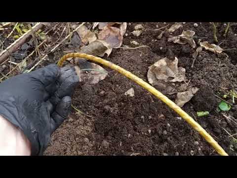 Видео: работа над ошибками по укрытию роз