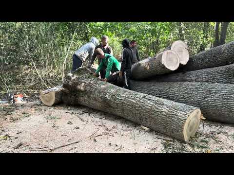 Видео: 🌳Stihl MS462 C-M vs MS361💪Найкращі дрова для пічного опалення👍👍👍