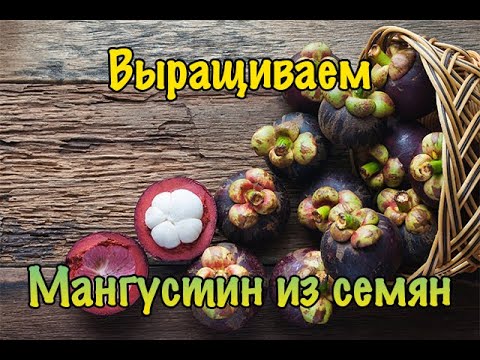 Видео: Выращиваем Мангустин (мангостан) из семян