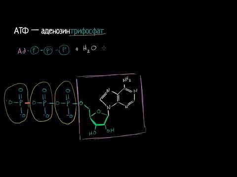 Видео: АТФ.Аденозинтрифосфат (видео 1)| Фотосинтез | Биология