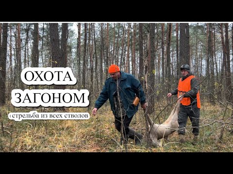 Видео: ОХОТА на ЛОСЯ и КОСУЛЮ загоном. Устроили перестрелку. Зверь в КАЖДОМ ЗАГОНЕ.