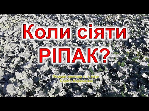 Видео: Коли сіяти ріпак?