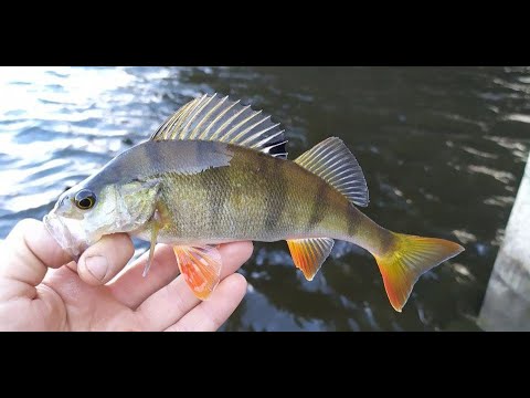 Видео: #277 | Микро джиг | Окунь на Неве | SMITH FIELDREAM FLDP-60, 5 pcs. |