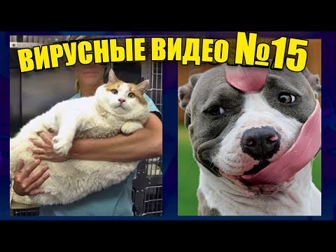 Видео: ВИРУСНЫЕ ВИДЕО / Подборка смешные животные №15
