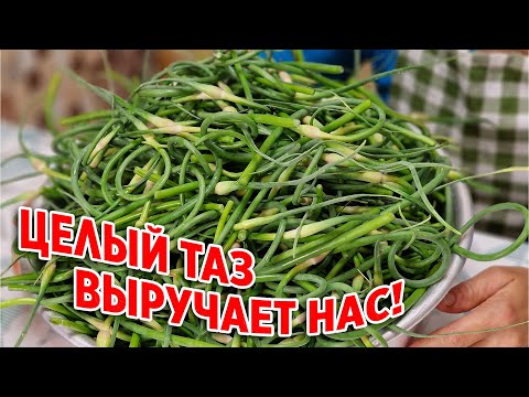 Видео: БЕРУ ТАЗИК ЧЕСНОЧНЫХ СТРЕЛОК ДЕЛАЮ ДВА ВКУСНЫХ РЕЦЕПТА ЗАГОТОВКИ @obovsemsmarusya