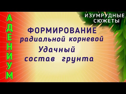 Видео: Адениум. Пересадка Адениума. Формирование Радиальной Корневой.