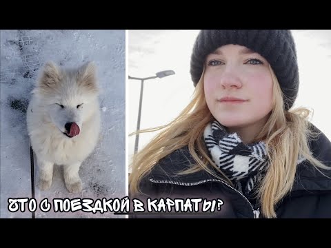 Видео: VLOG Жизнь с собакой 🐕🐶 Вернулись раньше из Карпат😢