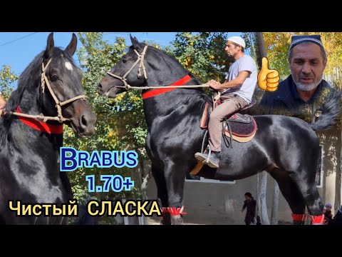 Видео: ВRABUS таза СЛАСКА  1.70 +  Мындай Ат бир Чыгат  Жаңы Ноокатта