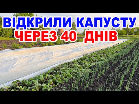 Видео: Чи варто вирощувати капусту під агроволокном ? Дивіться самі