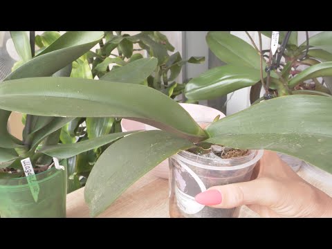 Видео: Орхидея Fangmei Black Piano ГНИЛЬ два месяца ОБНЯЛА КОРНЯМИ / Магдалена НЕТ ТОЧКИ РОСТА.