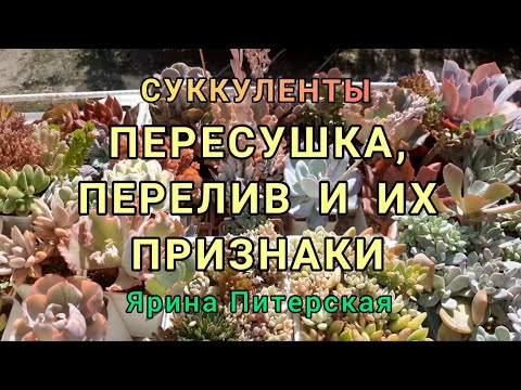 Видео: Признаки засушенных и залитых суккулентов.