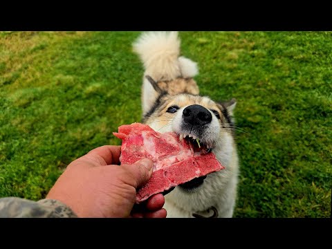 Видео: Вкусняшки на газоне 