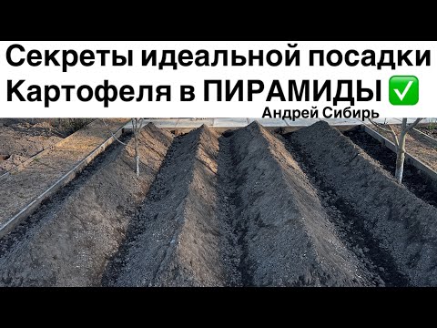 Видео: Сажаю 250 КЛУБНЕЙ в мае -получаю 12 МЕШКОВ в сентябре! Посадка Американки в ПИРАМИДЫ 2022 год.