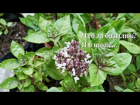 Видео: Красота и разочарование с запахом лакрицы, тайский базилик в моём Израильском саду