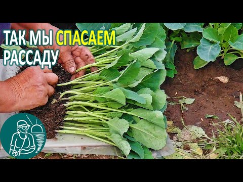 Видео: Выращивание рассады 🌿 Спасение от перерастания рассады без химии по технологии Гордеевых