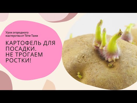 Видео: 775. Картофель. Этиолированный стебель и столоны. Можно ли обрывать ростки?