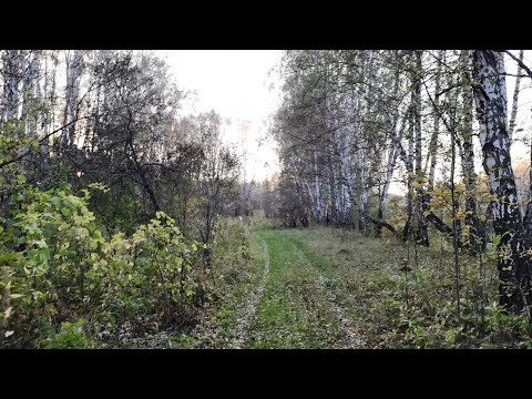 Видео: За грибами в лес. Показали по телевидению мой ролик. Закрываю грибной сезон!