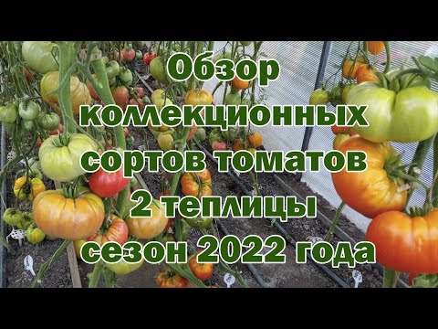 Видео: Обзор коллекционных сортов томатов 2 теплицы сезон 2022 года