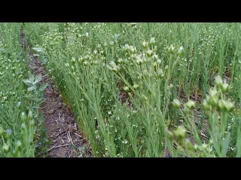 Видео: Совместные посевы. Состояние в засушливых условиях.