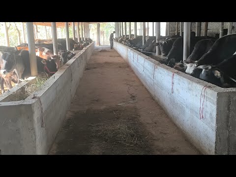 Видео: ФЕРМА КОДИРОВ САИДБУРХОН ТАРЗИ ХУРОК ДОДАНИ МОЛХО 50 САР ГОВ 