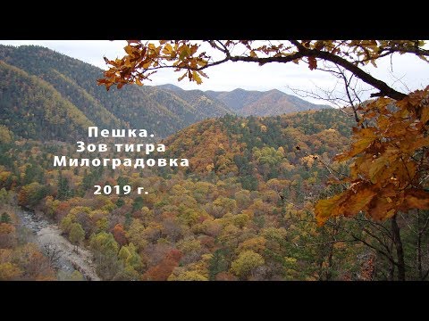 Видео: Пешка Зов тигра Милоградовка 2019