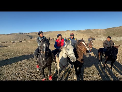 Видео: Кайнаган аламан улак Жийде айылы