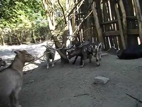 Видео: Вкус молока камерунских коз что с ним делать почему горькое молоко и с запахом