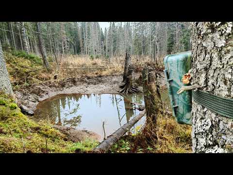 Видео: Оставил ЯБЛОКИ у лесного пруда и повесил ФОТОЛОВУШКУ на месяц! Результат удивил!
