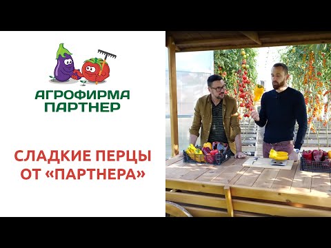 Видео: СЛАДКИЕ ПЕРЦЫ ОТ "ПАРТНЕРА"