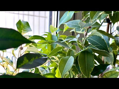 Видео: [Моя коллекция фикусов]