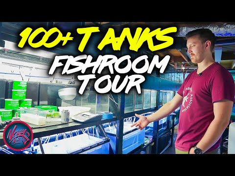 Видео: Невероятный рыбоводный зал Зака ​​Несбитта! Более 100 аквариумов и РЕДКИЕ рыбы | Индивидуальные с...