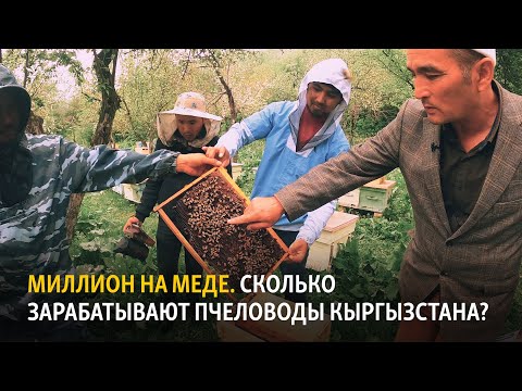 Видео: Миллион на меде. Сколько зарабатывают пчеловоды Кыргызстана?