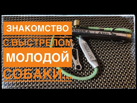 Видео: Как правильно познакомим собачка с выстрел? Как исправить допущение уже ошибки ?