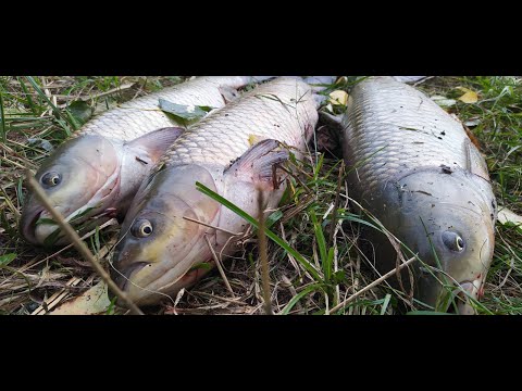 Видео: Як ловити білого амура восени! Секретна приманка.  Ловля белого амура осенью.