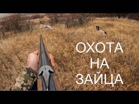 Видео: ОХОТА НА ЗАЙЦА! ДОБЫЛ ЗАЙЦА ПО ЧЕРНОТРОПУ!