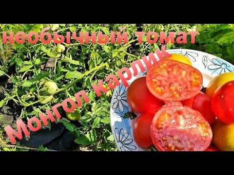 Видео: МОНГОЛ КАРЛИК Томат необычный Посажу ли  снова