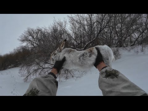 Видео: Охота на зайца с собакой. Карагандинская область