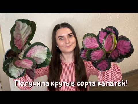 Видео: Получила крутые новинки калатей! Распаковка!