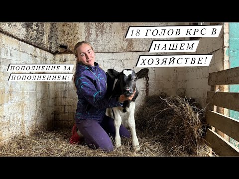 Видео: Отёл голштинской Нетели! Первая дойка, кормление теленка и удой первотелки в частном подворье!