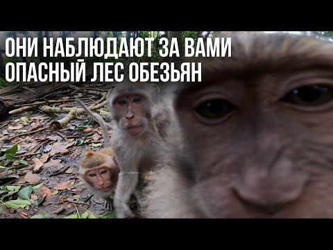 Видео: Лес обезьян в центре Убуда. Интересное место, но опасное