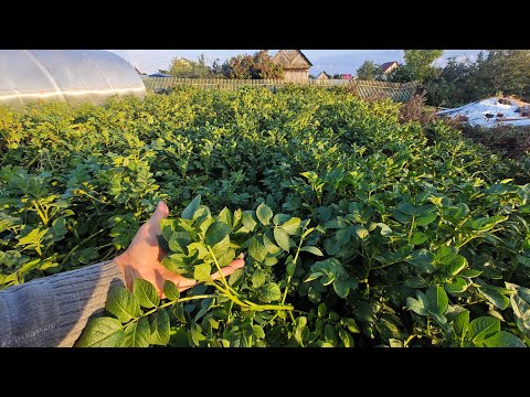 Видео: Сарпо Мира 2025 перед уборкой. Часть 2