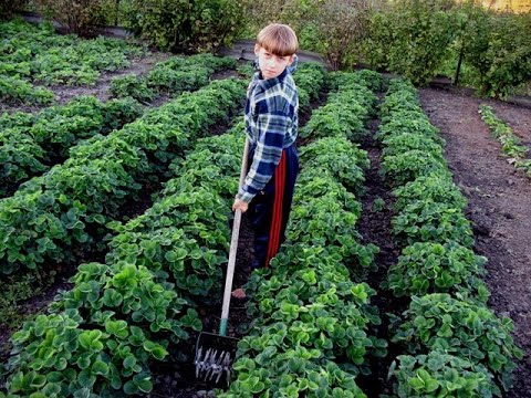 Видео: Надежный и проверенный сорт Чёрный принц ( 7-10 лет на одном месте).