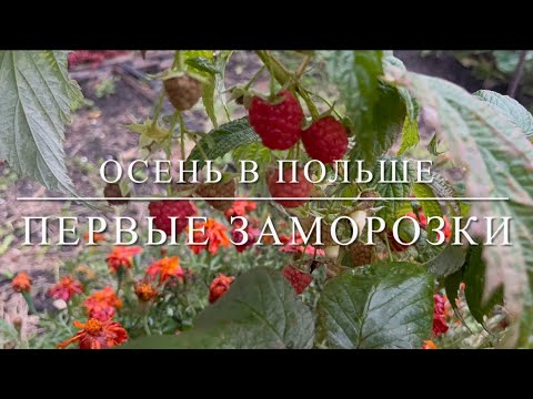 Видео: #влог Огород в Польше осенью . 🍂🍀🌱❤️ Купила #РОДОДЕНДРОН #польша 