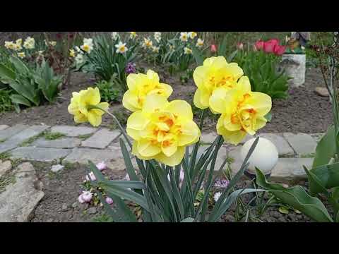 Видео: Приглашаю прогуляться по моему весеннему саду. Цветение Нарциссов и много интересного!