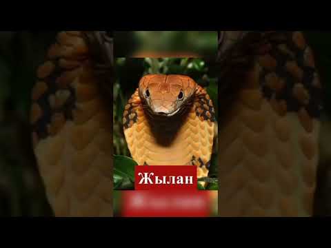 Видео: АДАМ БОЛҒАН ЖЫЛАН    Қиял - ғажайып ертегі