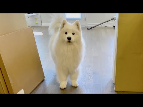 Видео: Моя собака озадачена тем, что люди перемещают ее вещи из дома