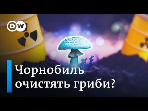 Видео: Як гриби можуть врятувати планету | DW Ukrainian