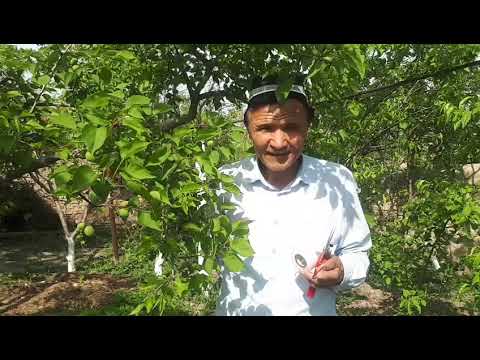 Видео: КУКИГА КУК УЛАМА КИЛИШ.БАХОРГИ