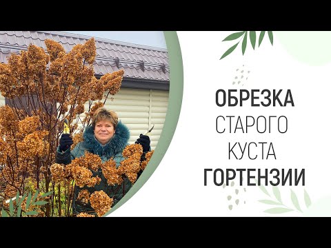 Видео: ОБРЕЗКА СТАРОГО КУСТА ГОРТЕНЗИИ