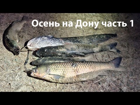 Видео: Осень на Дону часть 1 подводная ночная охота 2024 подводная охота 2024 ночная охота 2024